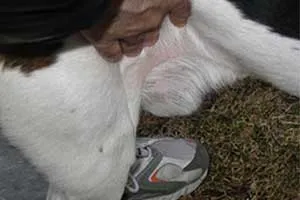 Side view of expressing a large dog
