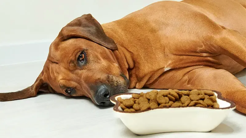 Signs and symptoms of pancreatitis