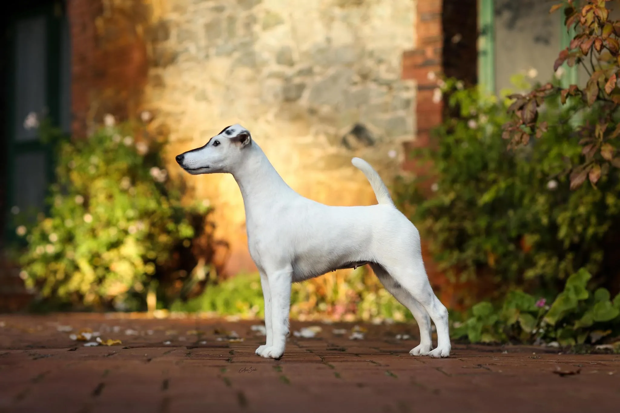 Smooth Fox Terrier #1 2023