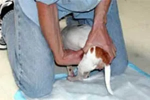 Steady stream of urine during bladder expression