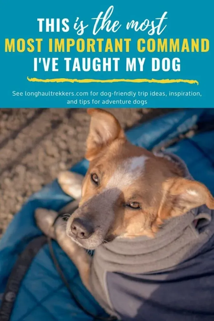 The place command is one of the most important commands to teach your dog.