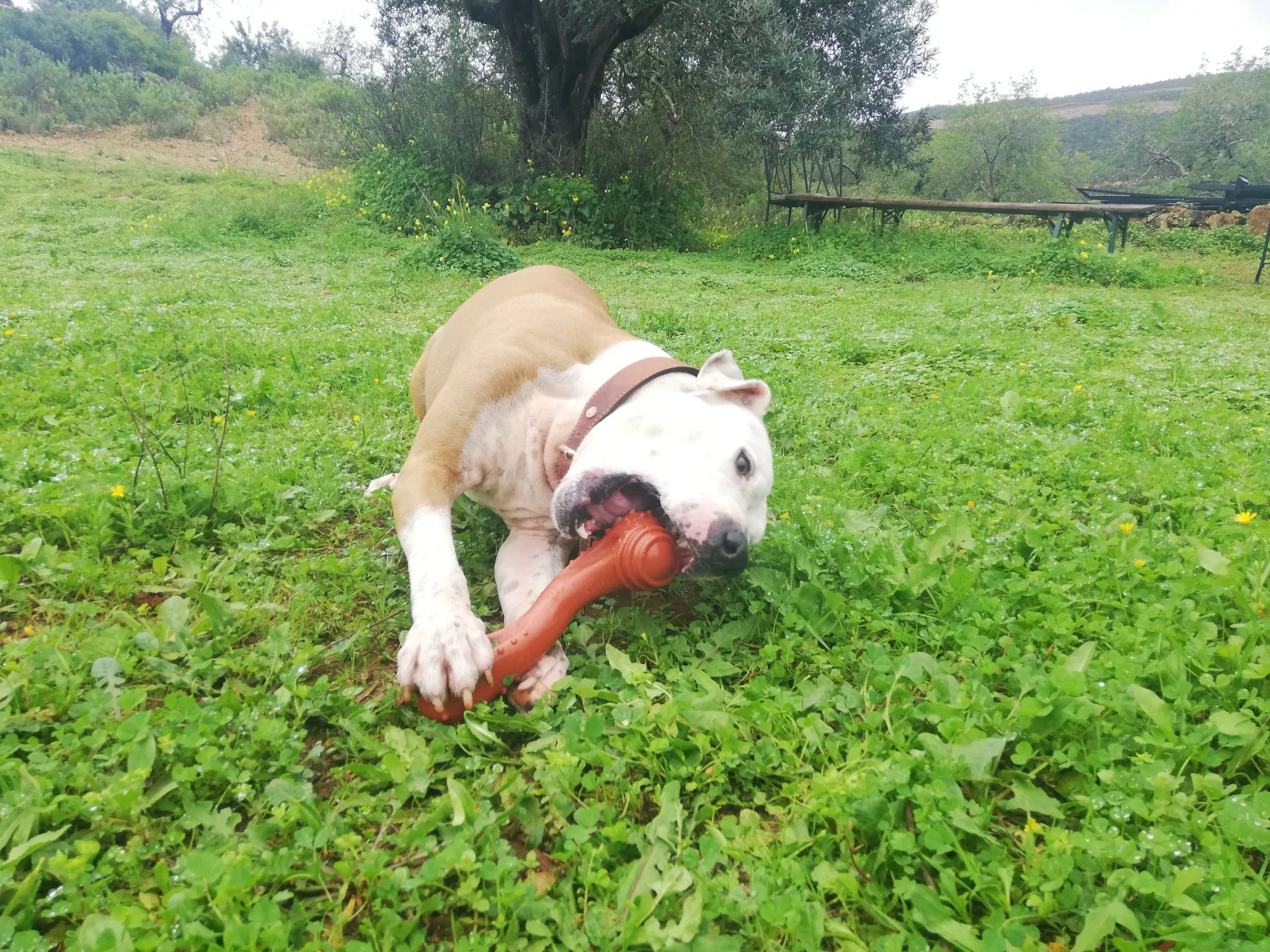 White Nero chewing the Nylabone