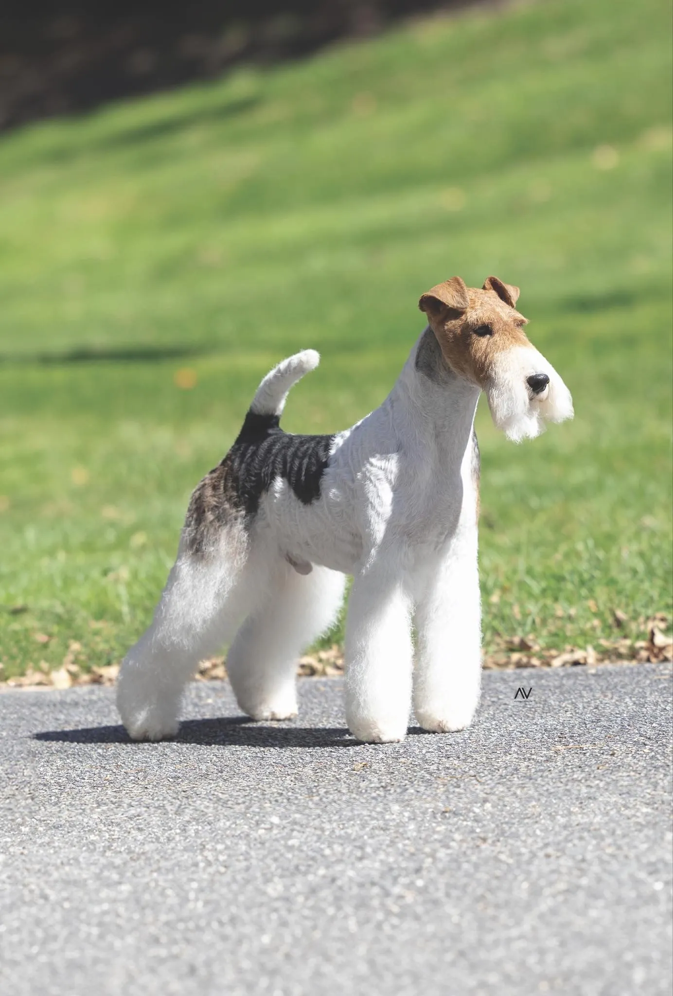 Wire Fox Terrier #1 2023