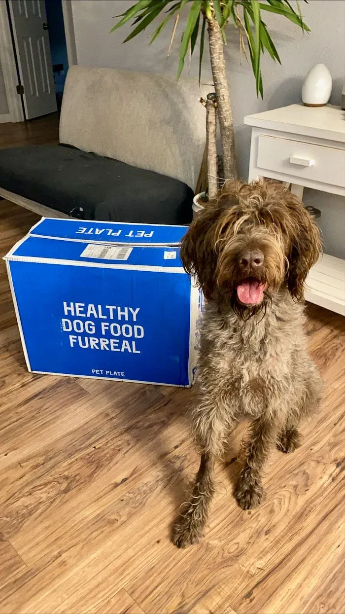 Wirehaired Pointing Griffon sitting with it