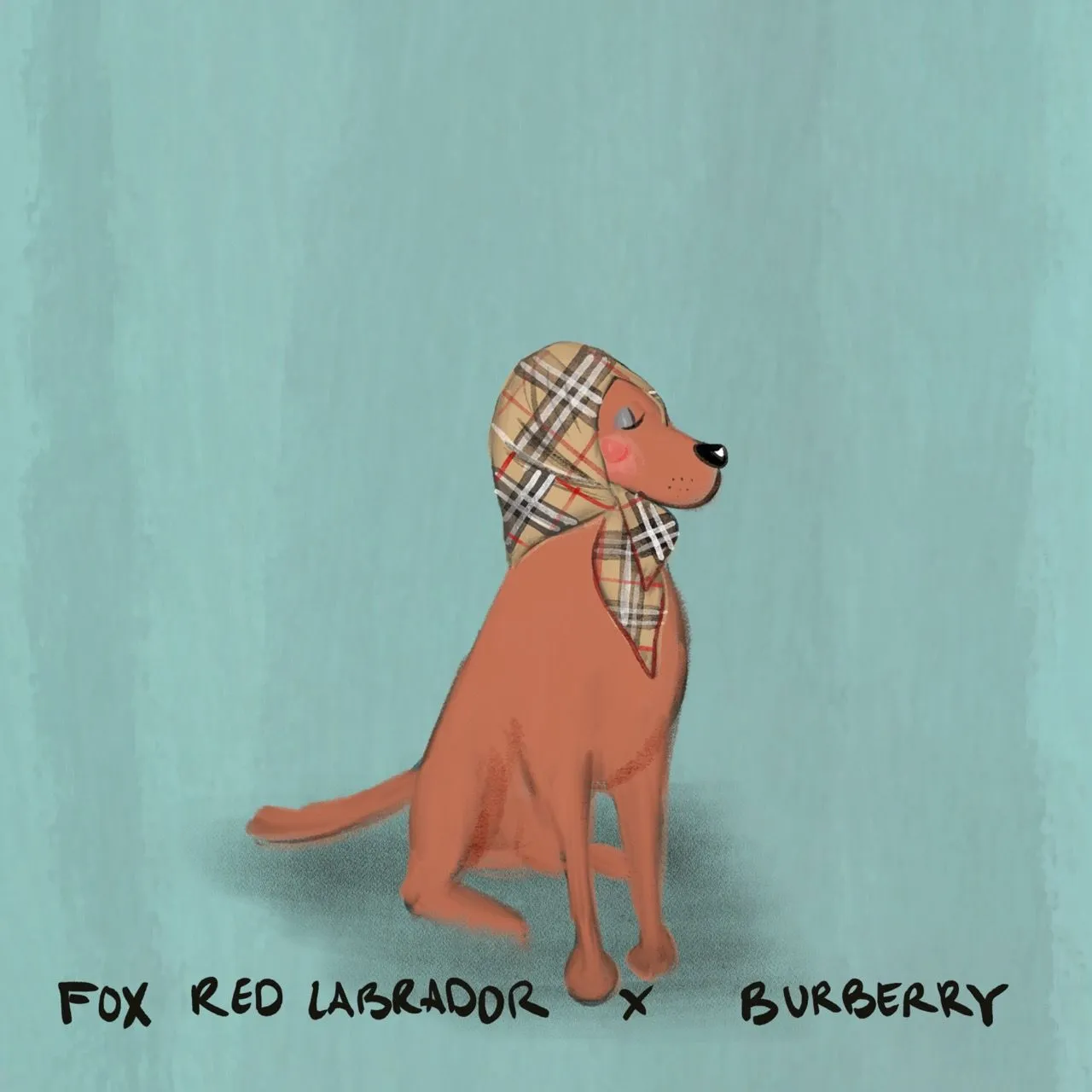 A Fox Red Labrador wearing a Burberry check headscarf.