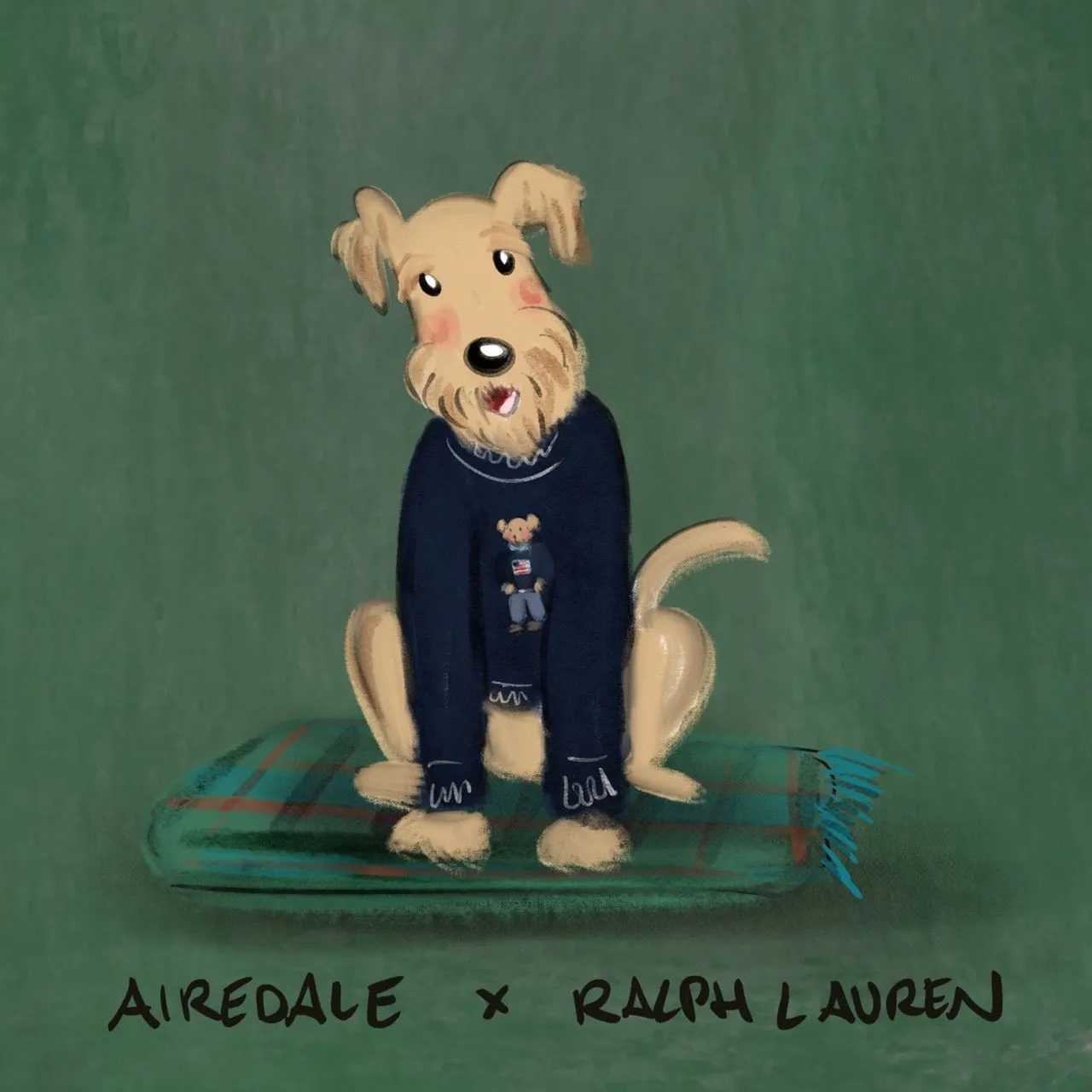An Airedale Terrier in a navy Ralph Lauren sweater on a tartan blanket.