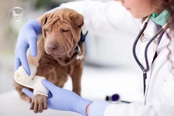 Veterinary team providing attentive care and monitoring to a recovering pet patient