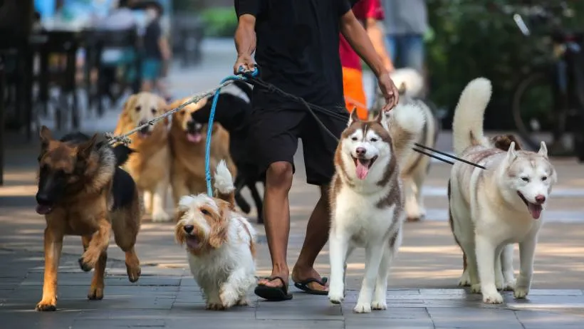 A diverse group of dogs being led on leashes through an outdoor area, demonstrating the dynamic energy of professional group walking services