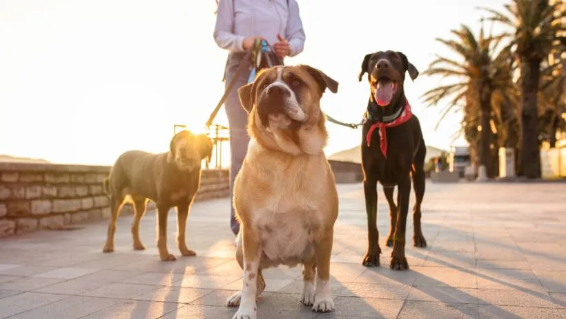 A professional dog walker handling three large dogs including a Doberman during a scenic waterfront walk at sunset
