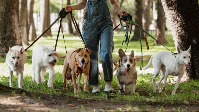 A group of diverse dog breeds including a Corgi being led through a wooded trail by professional walkers, demonstrating the natural environment experience