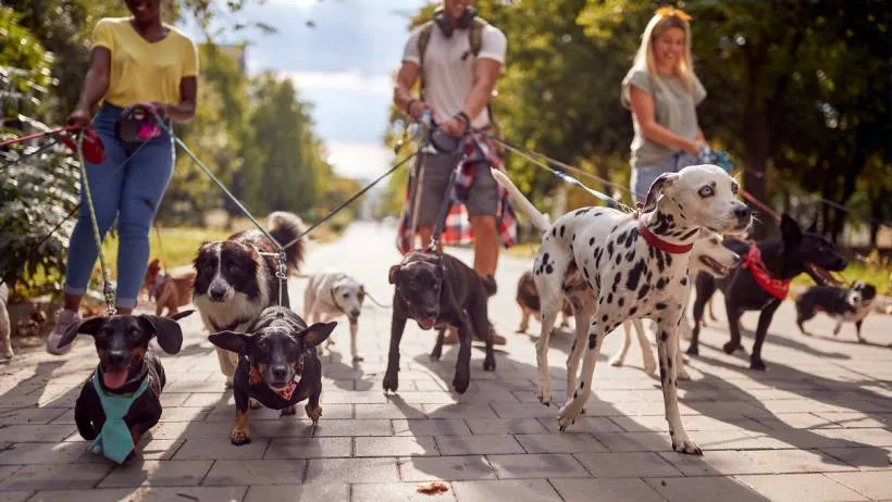 A professional dog walker leading a group of diverse dogs on leashes through a sunny park path, showcasing the social aspect of group walking services