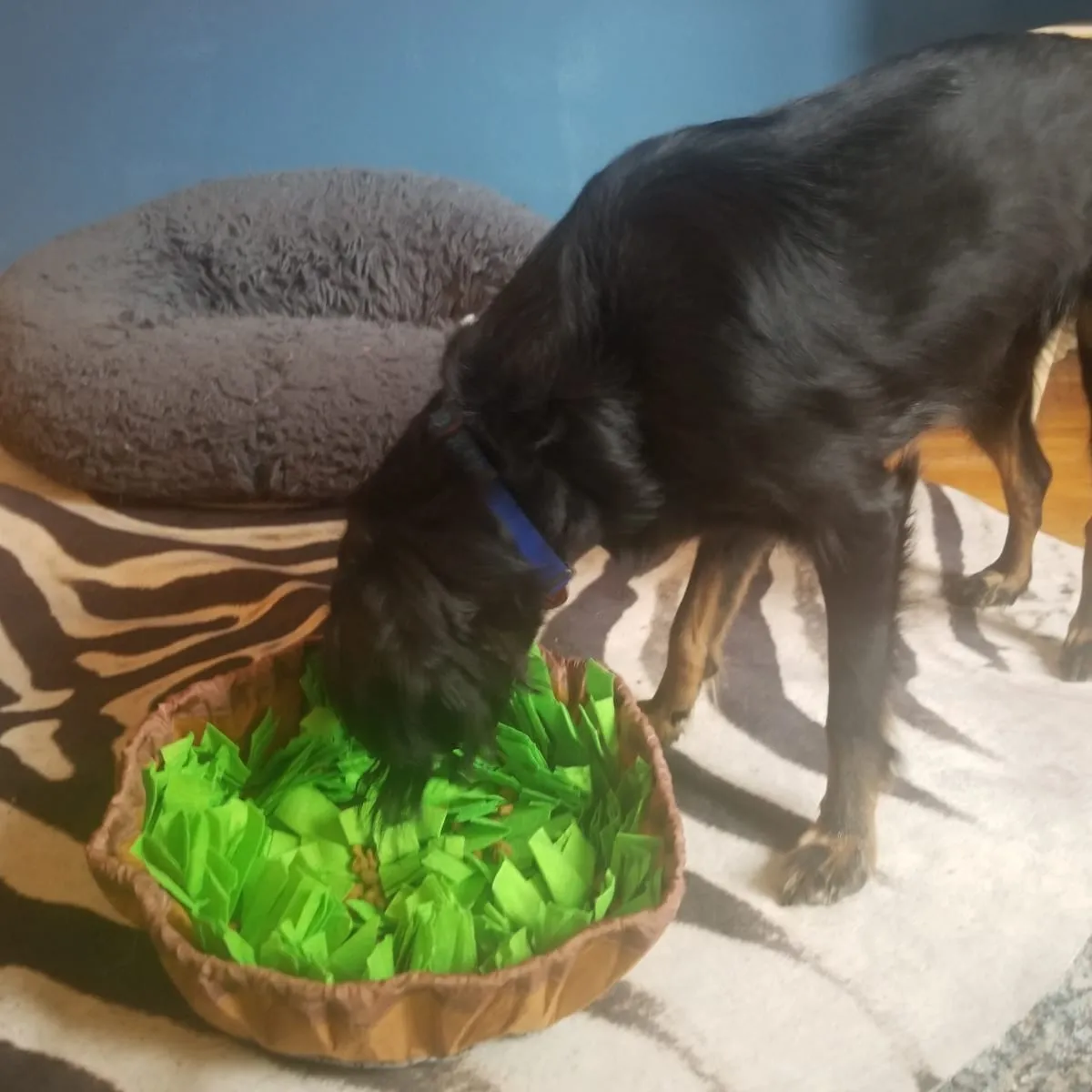 Medium sized black dog eating dry kibble from a snuffle mat