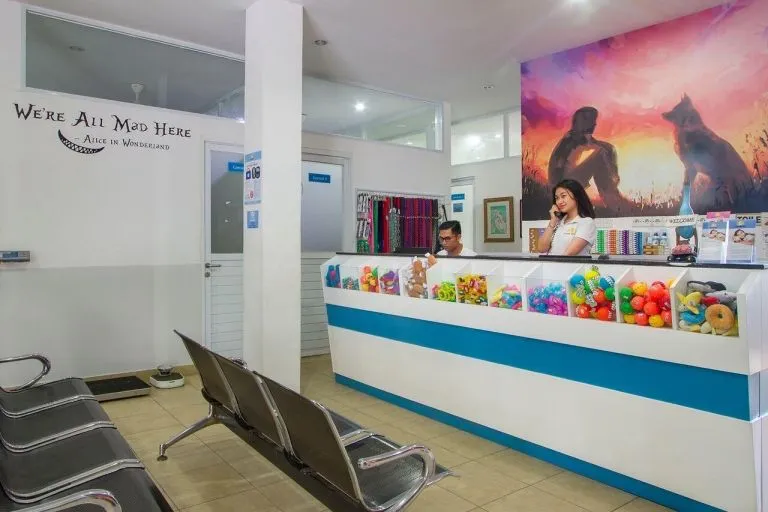 Modern and bright veterinary clinic reception area