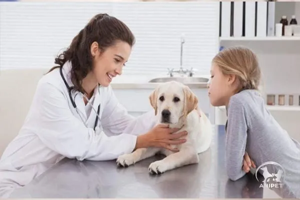 Experienced veterinary specialists examining a cat with advanced diagnostic equipment