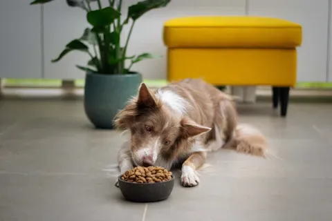 A dog looking attentively at its food bowl.