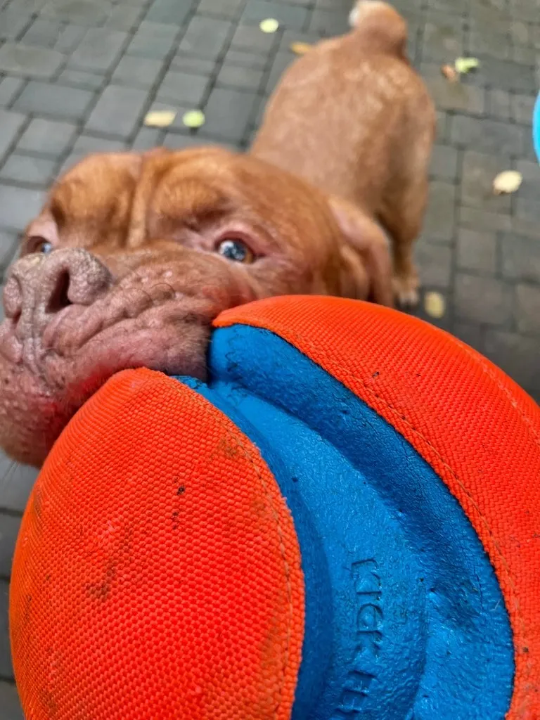 A Long Island Pet Nanny caregiver sending a photo update to a pet owner during a home visit