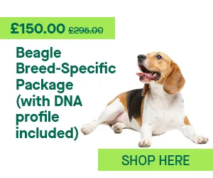 Beagle dog standing alert with expressive eyes and floppy ears