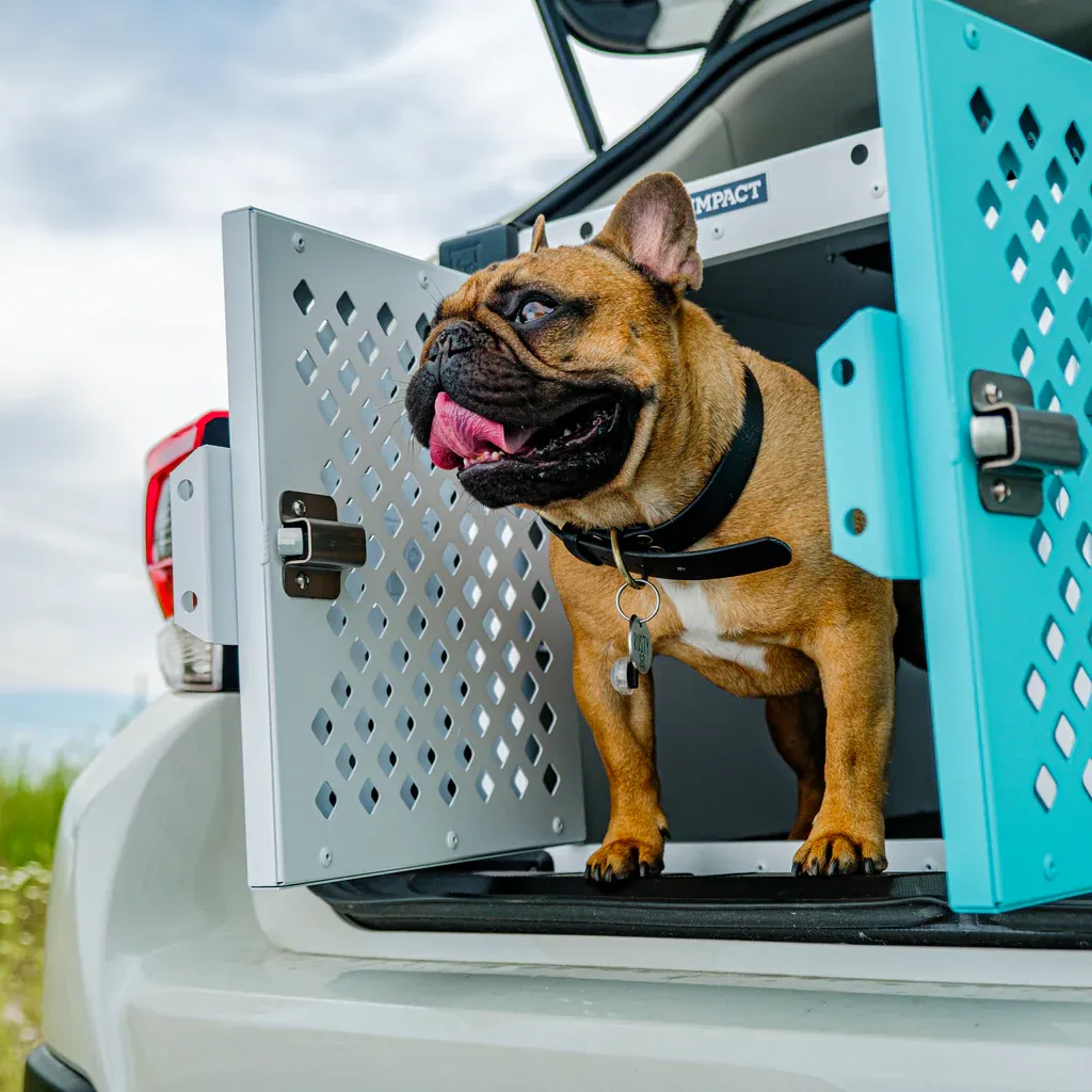 A French Bulldog sitting comfortably inside a spacious metal dog crate with soft bedding