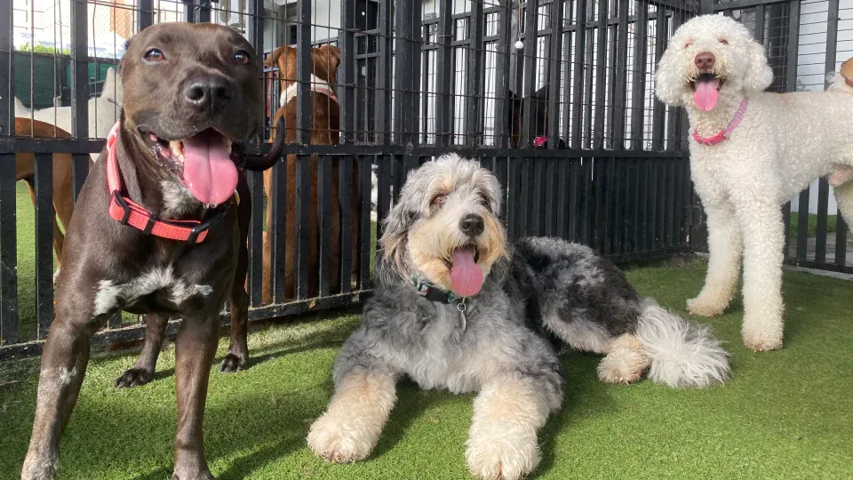 Best Places for Aggressive Dog Boarding