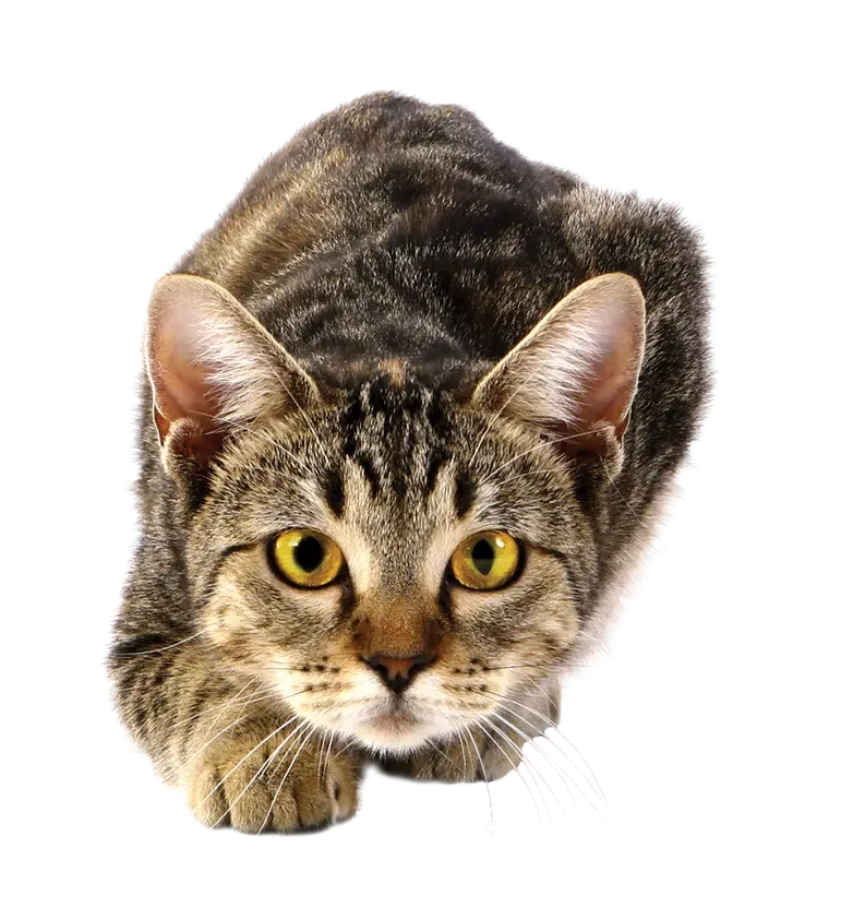 Specialized oven-baked cat food for kittens, adult cats, and senior cats