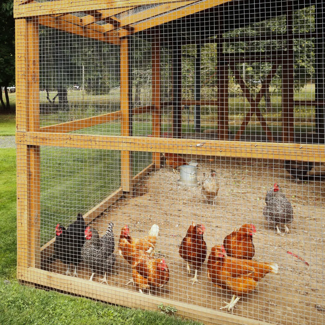 Chickens in a well-maintained coop being cared for by a Long Island Pet Nanny exotic and livestock specialist