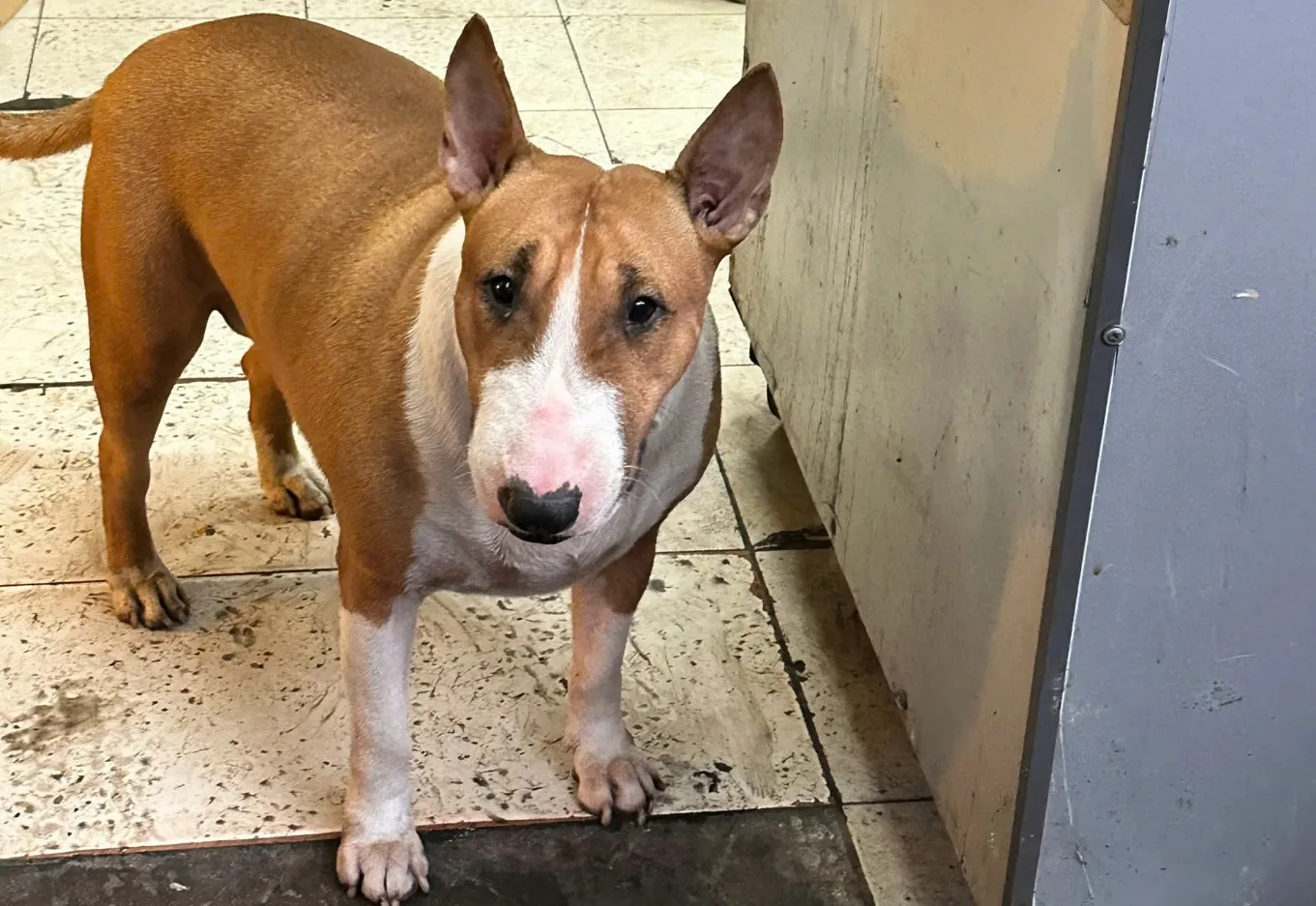 Tam the Bull Terrier enjoys attention from visitors, showcasing his gentle demeanor