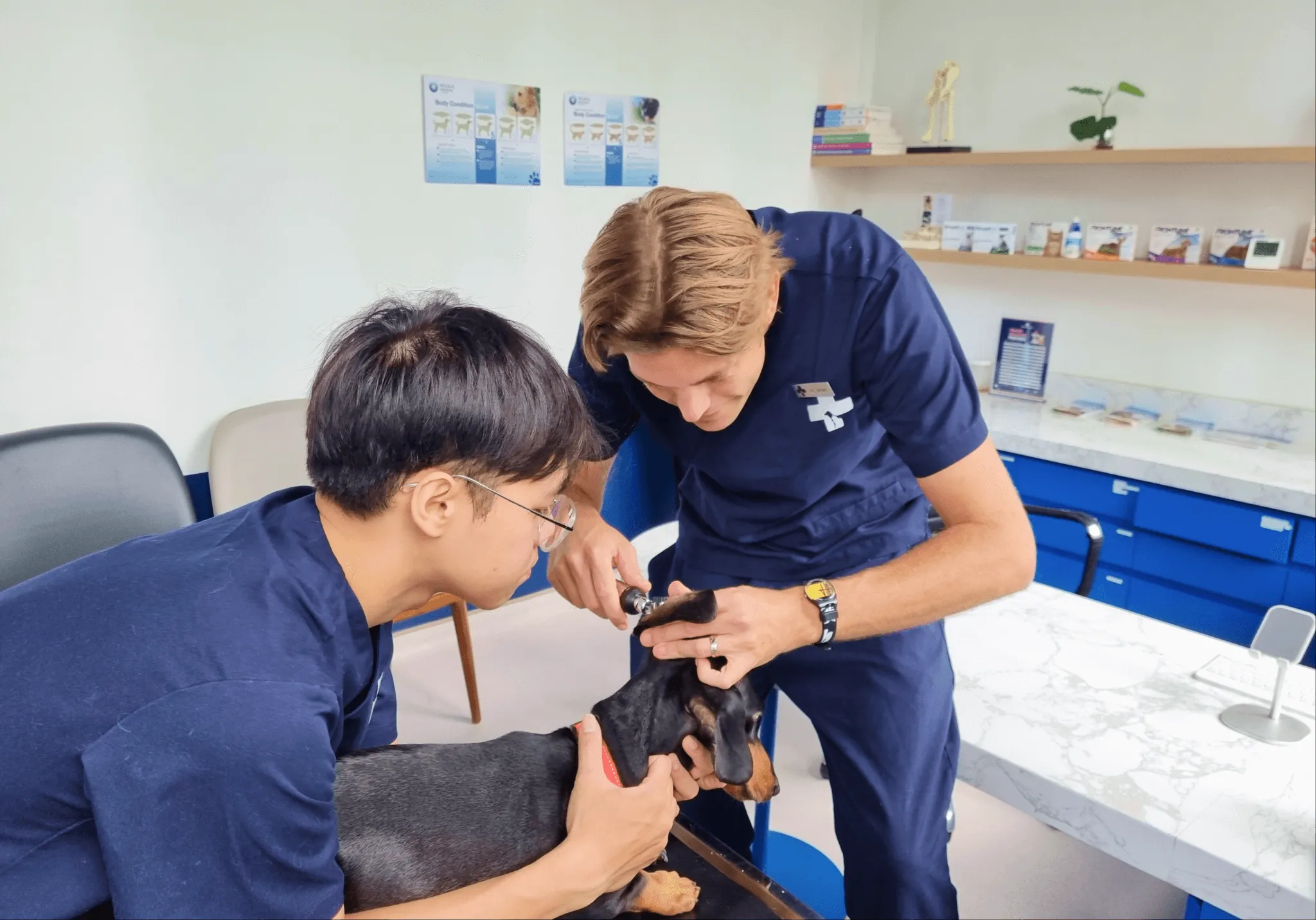 Veterinary surgical team performing a procedure on a sedated dog
