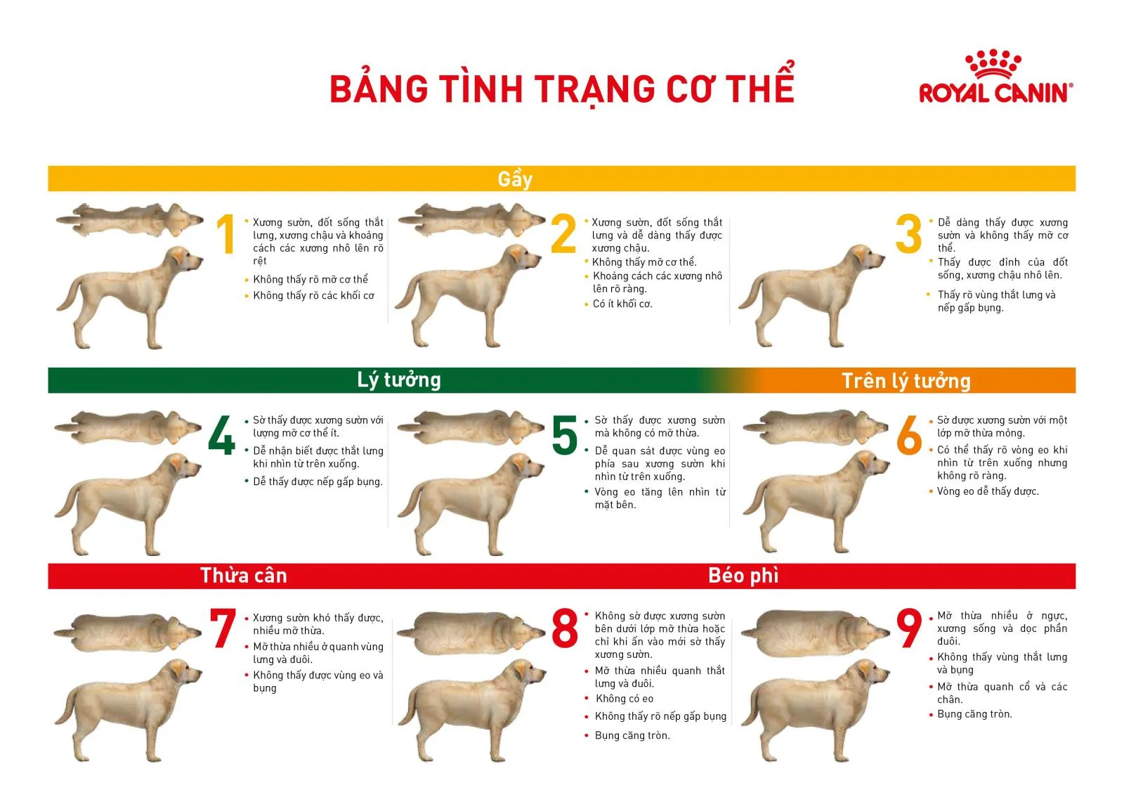 A close-up view of Royal Canin Diabetic Canine dog food kibble