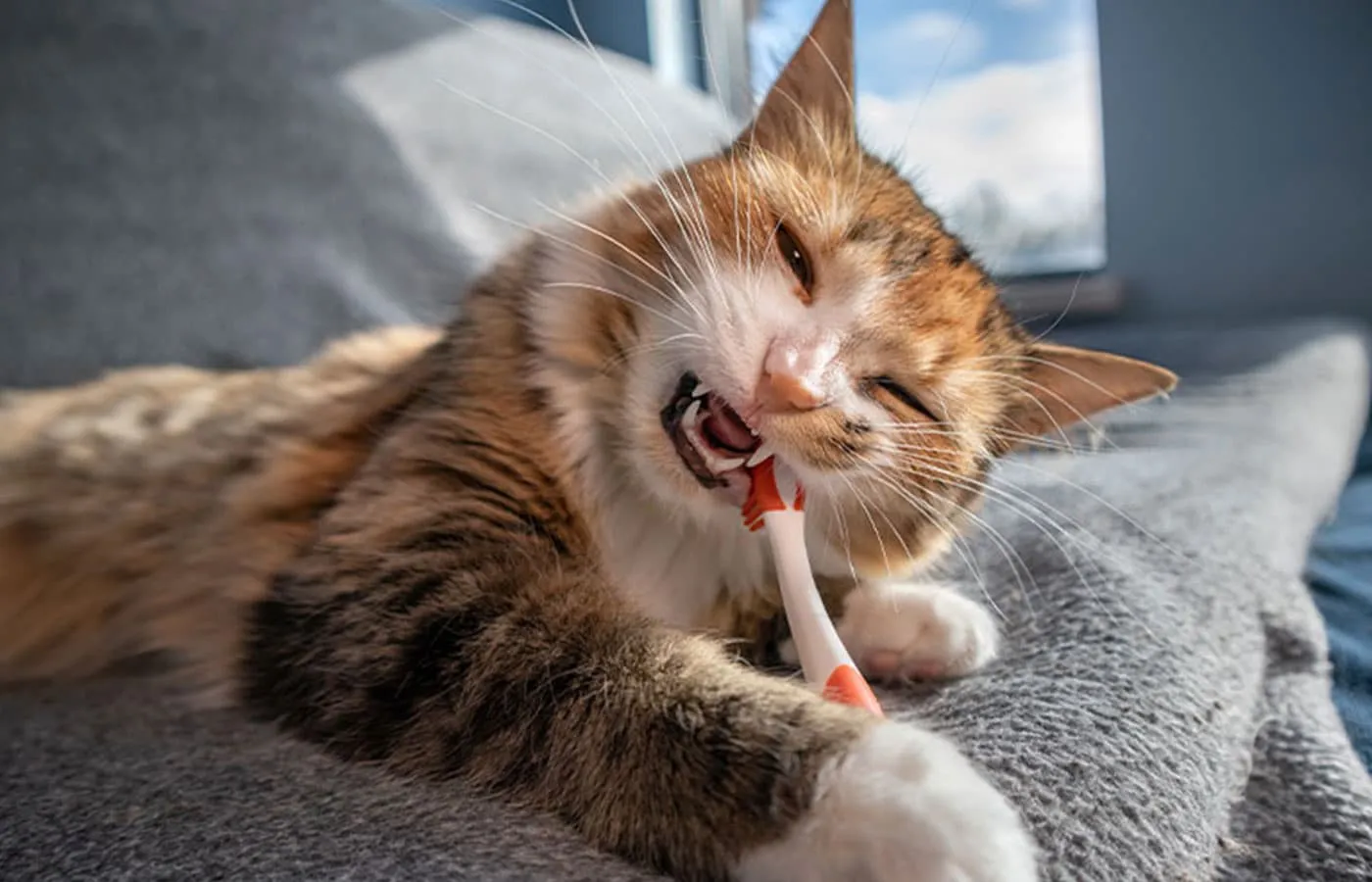 A fluffy cat playfully gnaws on a toothbrush while lying on a gray blanket, as if it just returned from the vet with fresh dental advice. The sunlight shines through a window in the background, illuminating the scene. The cat