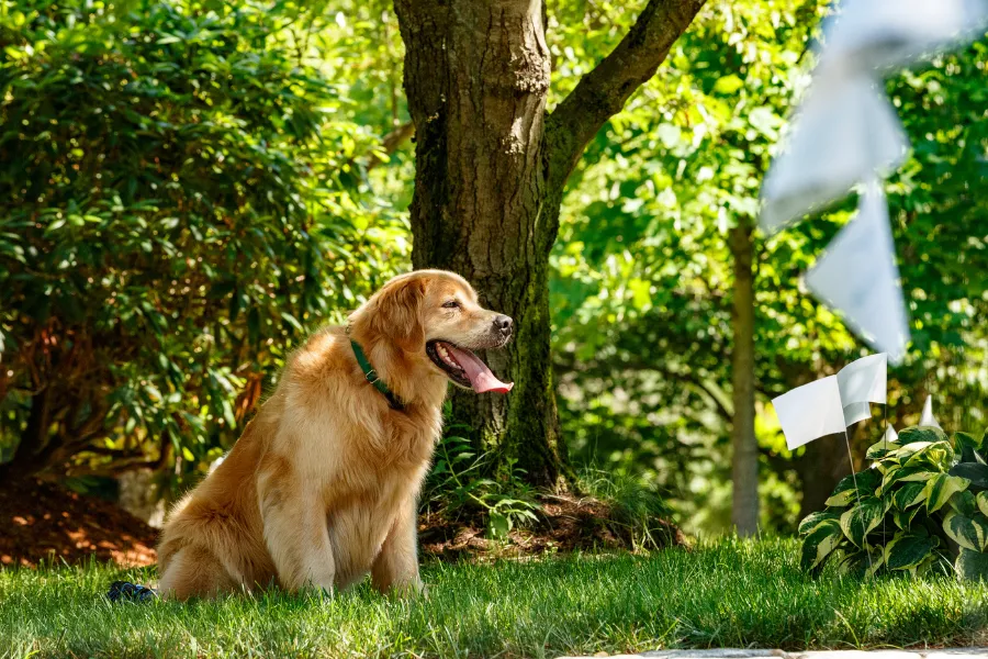 Golden Retriever sitting in front of training flags