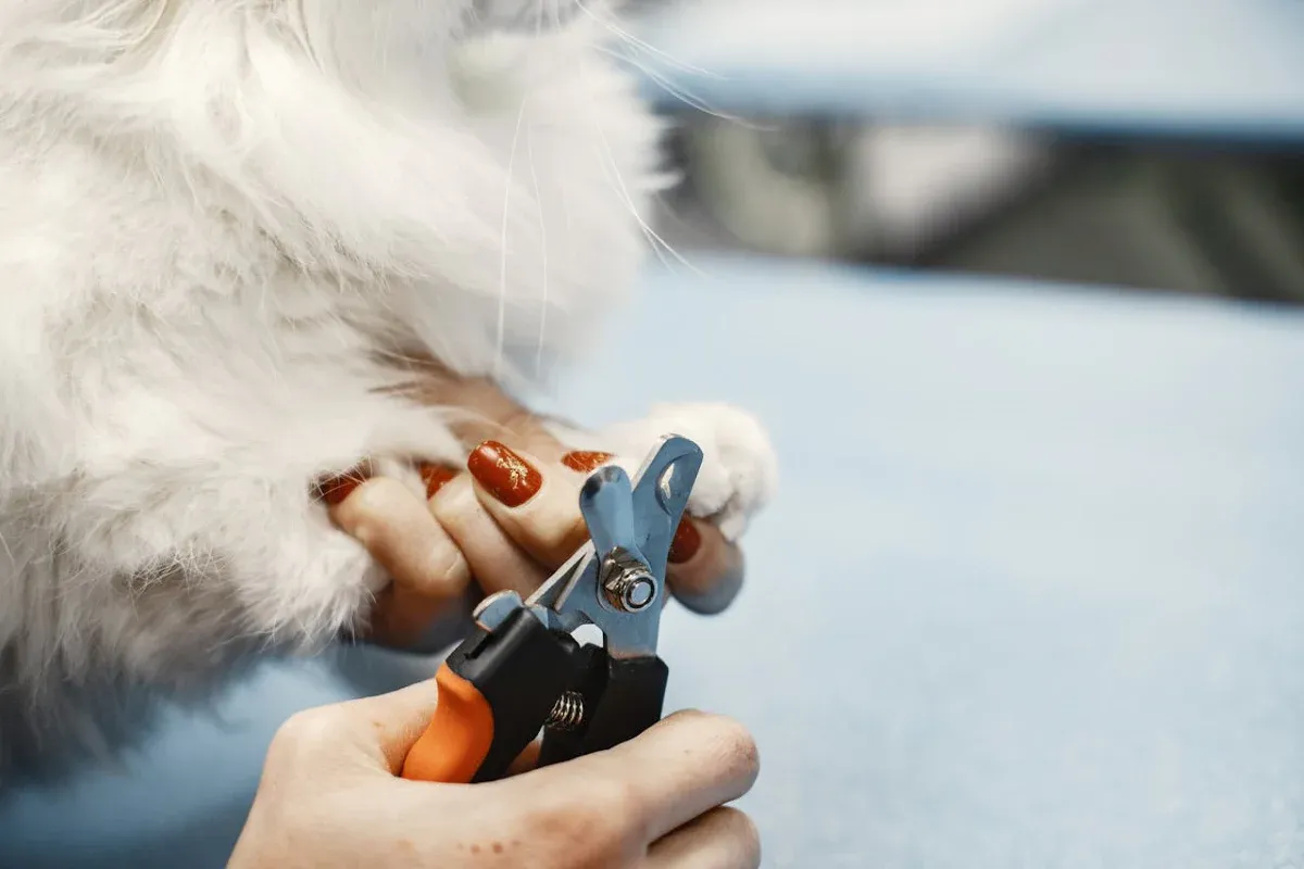 Different types of dog nail clippers including guillotine and scissor styles on a white surface