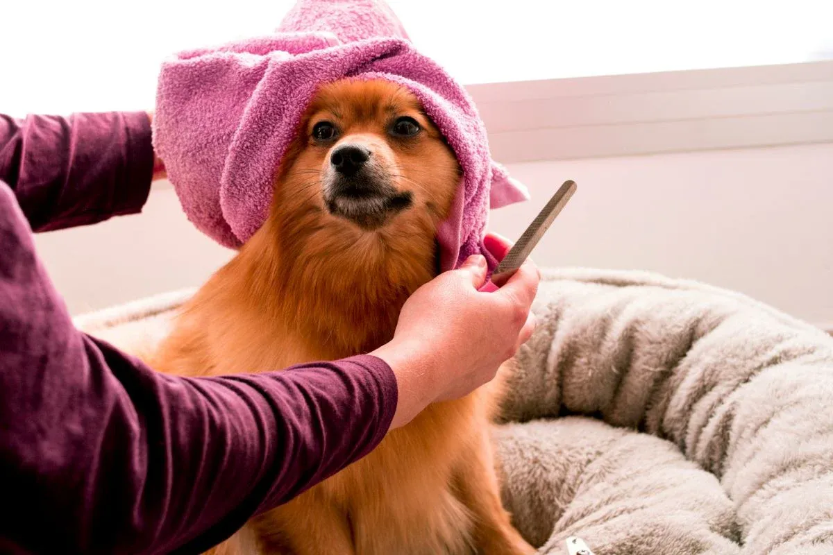 Microfiber towel being used to gently dry a dog after bathing with proper blotting technique