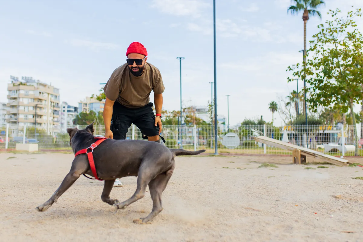 Dog walker playing with a happy dog in an off-leash dog park during a sunny afternoon