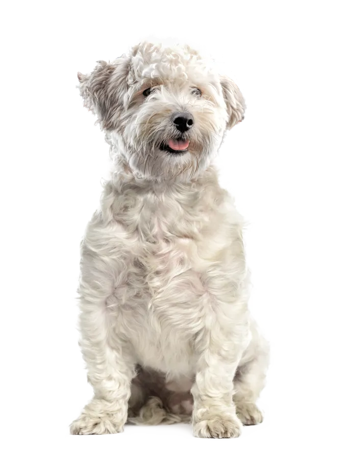 A complete range of oven-baked food formulated for dogs of all breeds and life stages