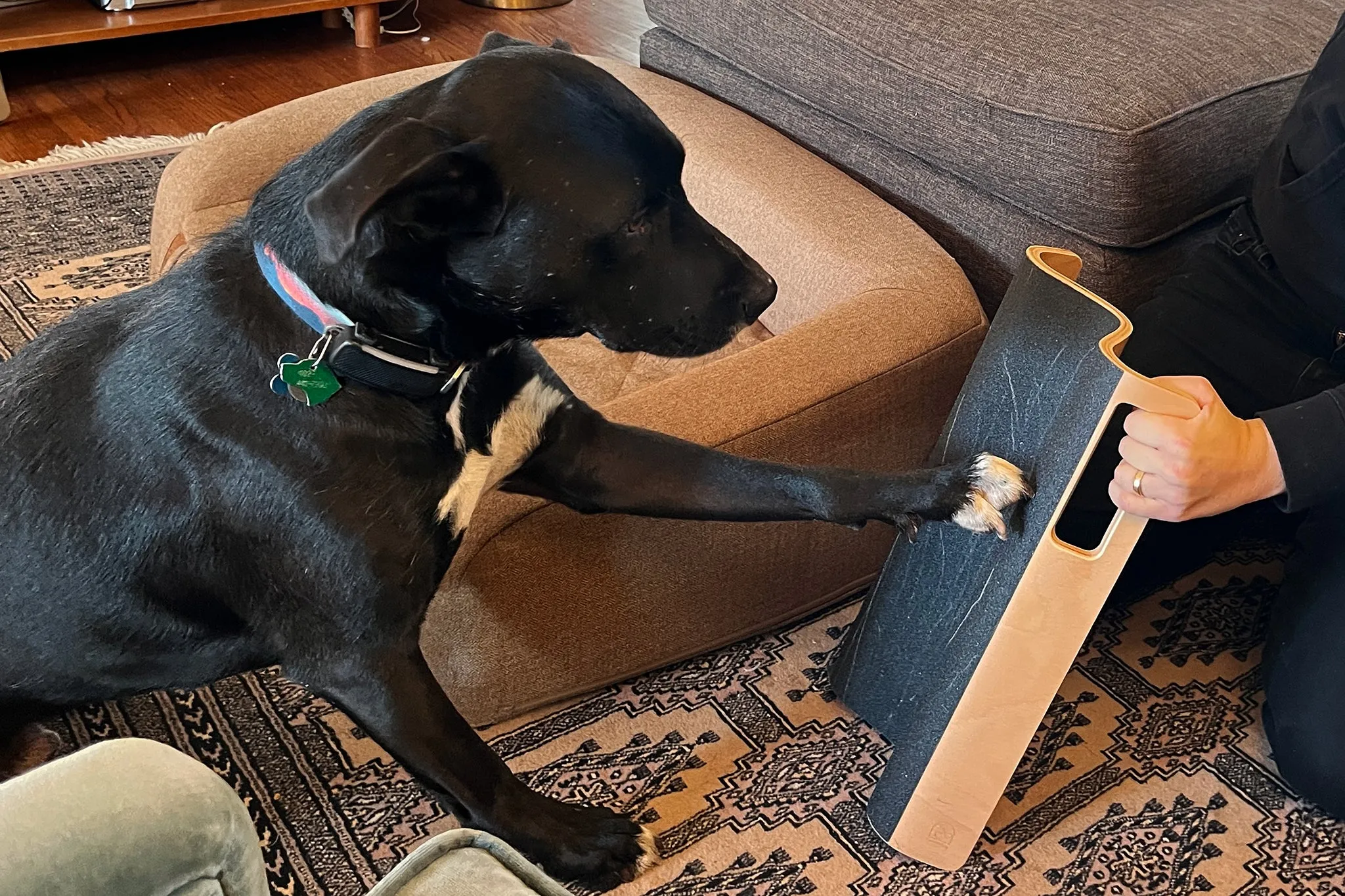 A black dog using the LovIntry scratch board as a person holds it up at an angle.