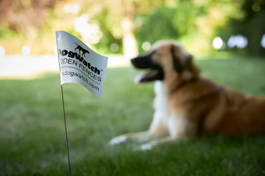 DogWatch flag with dog in background