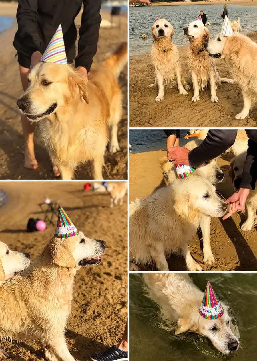 Golden retriever wearing a party hat at the beach birthday celebration