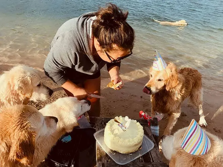 Group of golden retrievers at a beach birthday party attempting to reach the dog cake