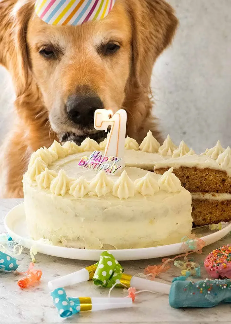 Dozer the golden retriever gazing at his layered dog birthday cake with fluffy white frosting