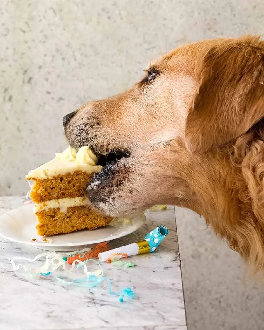 Dozer the golden retriever happily eating his birthday cake slice