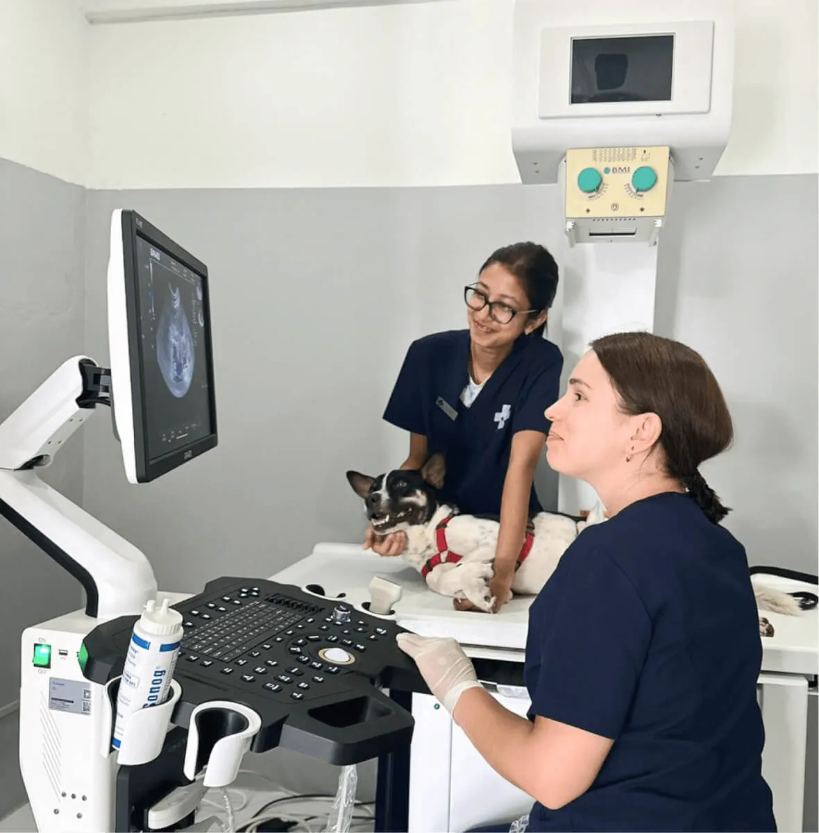Team of veterinarians in white coats collaborating on a pet's treatment plan