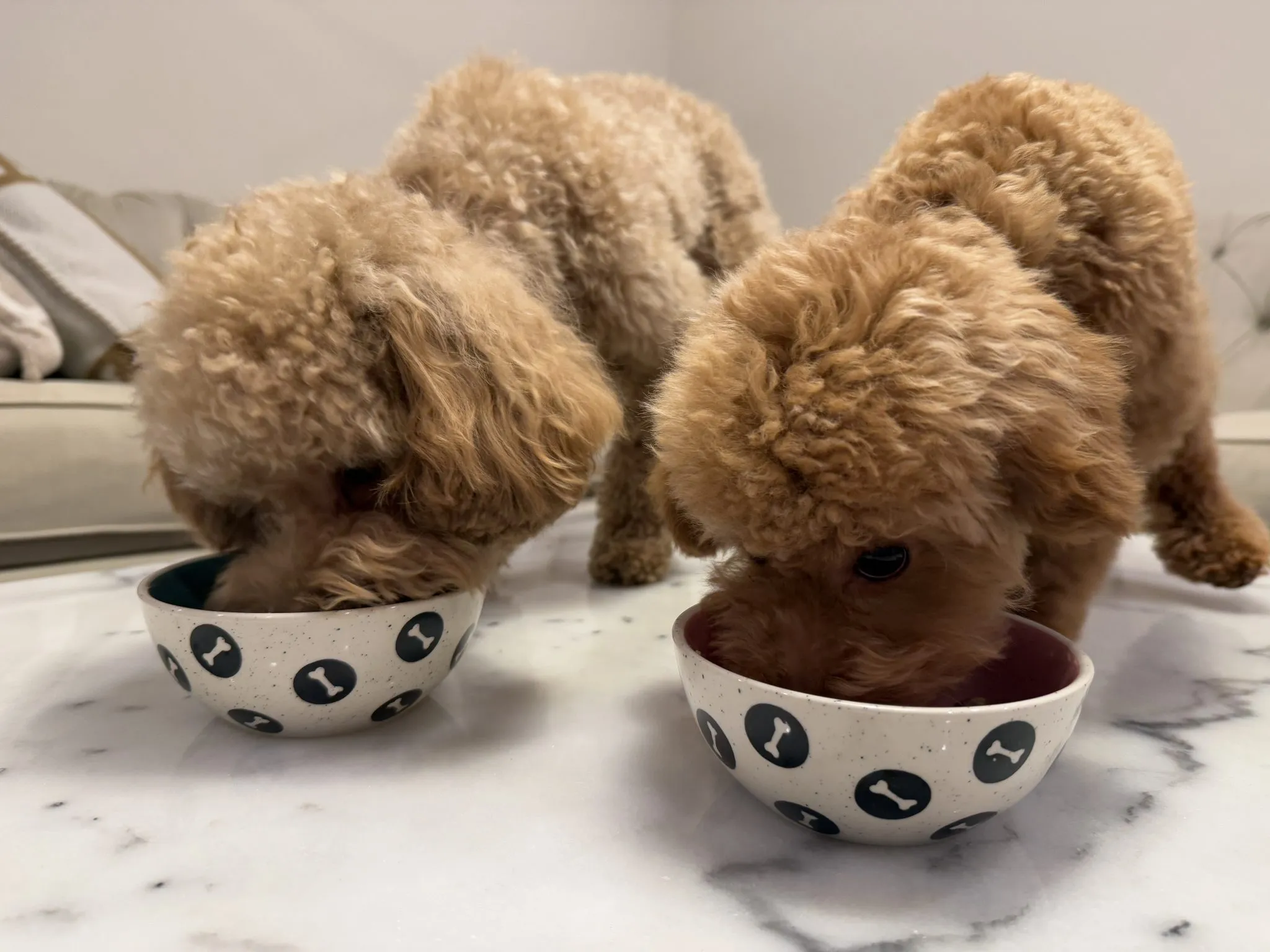 Comparison of different dog sizes to illustrate how weight affects fresh food portioning
