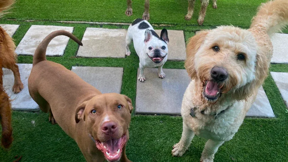 Fit & Go Pets: A Safe Retreat for Every Pup