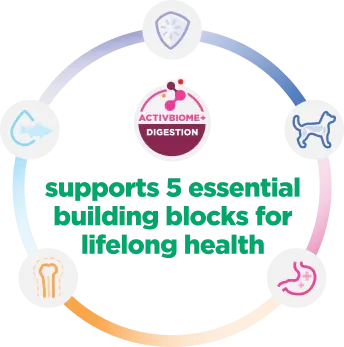 Infographic explains 5 essential building blocks for kitten health, showing key areas like immunity and brain development