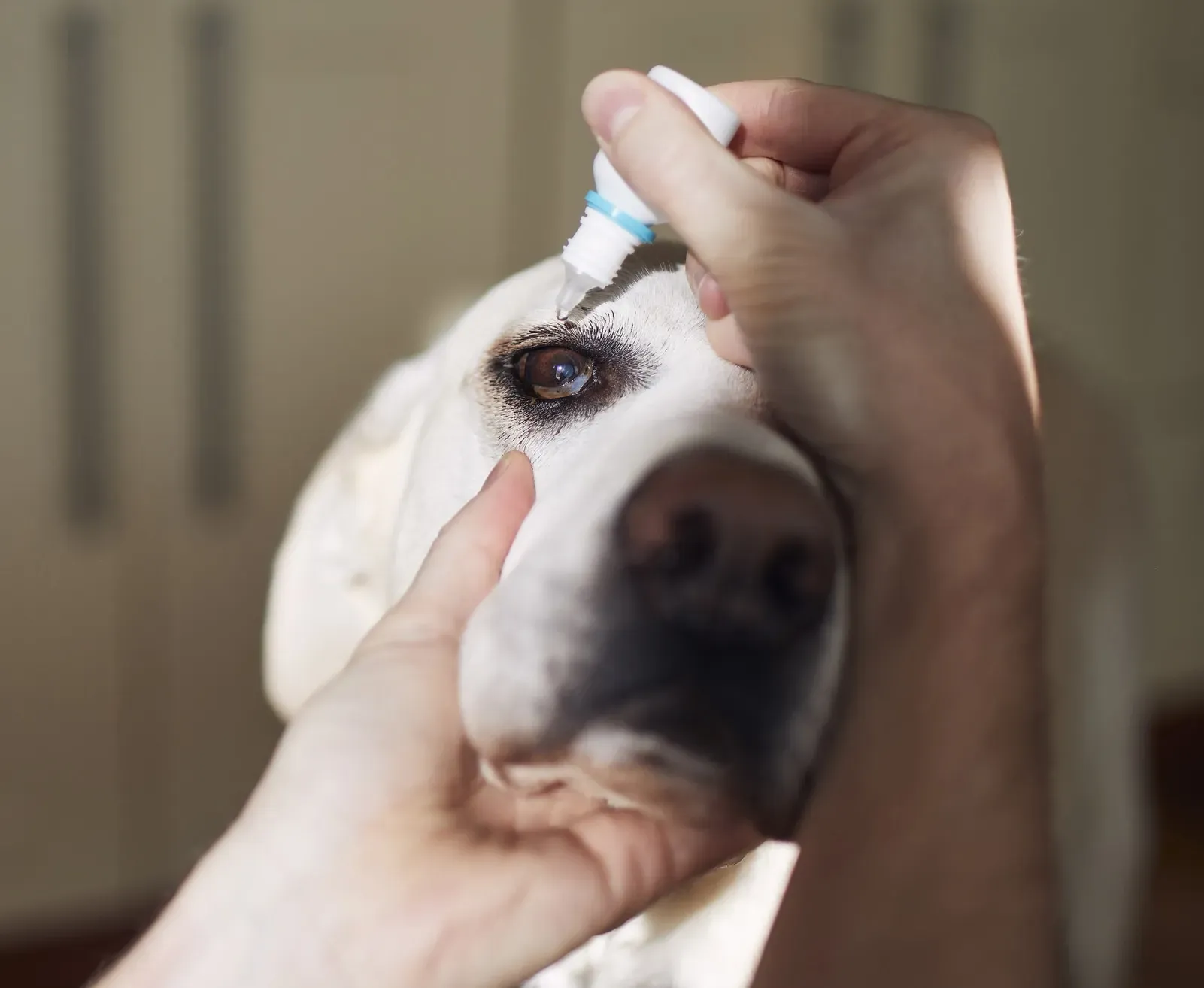 Veterinarian carefully applying prescription eye drops to a dog's eye during an examination