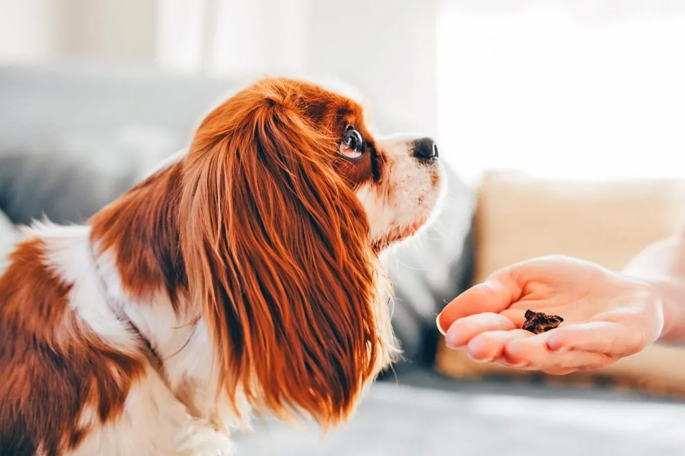 A person selecting freeze-dried dog treats from a jar, showcasing a variety of natural protein options