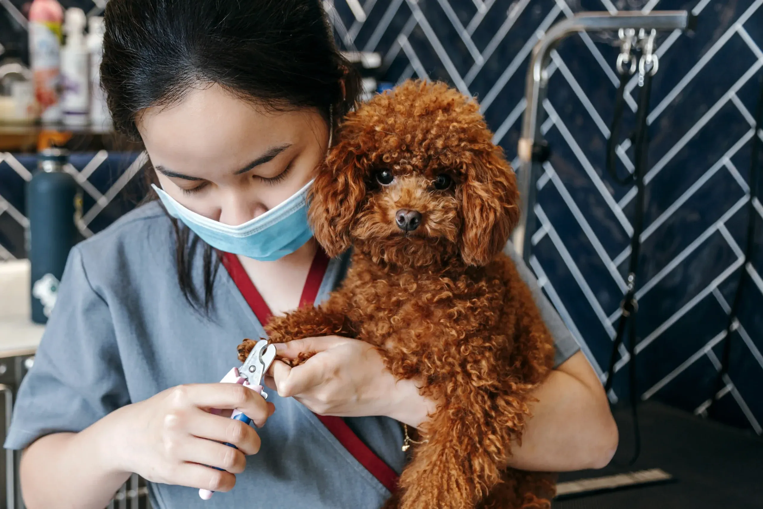 Professional pet grooming session with a dog receiving a bath