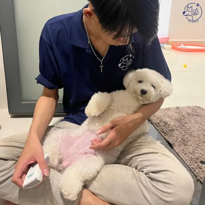 Professional in-home pet grooming service ensuring comfort and safety for your pet