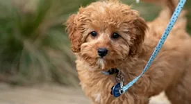 A collection of pet owners' positive experiences, illustrated through happy pets and satisfied client reviews.