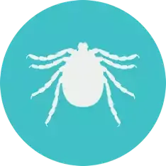 Tick on a dog's fur